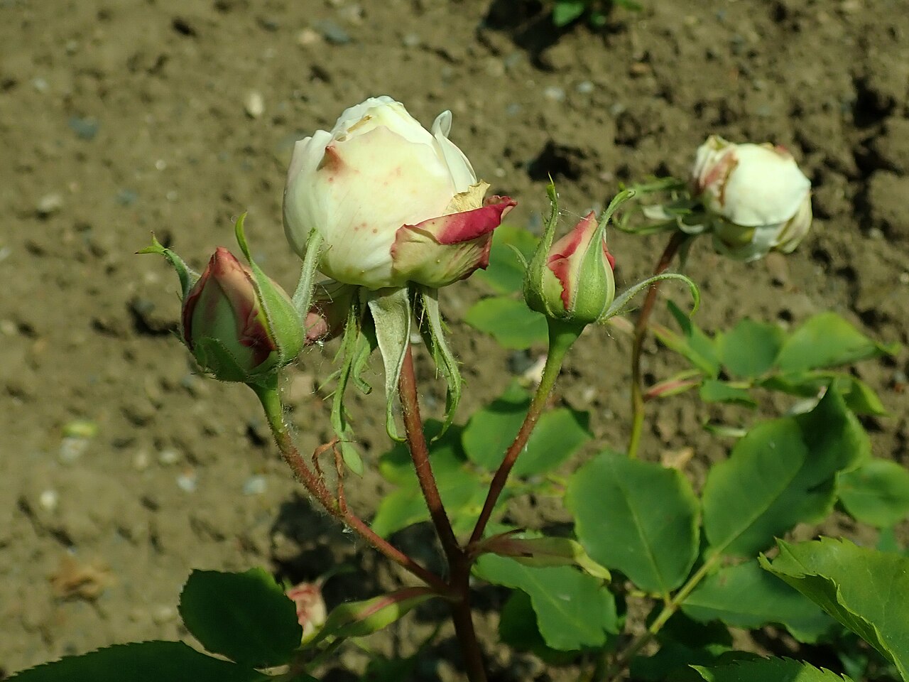 Coquette des Blanches