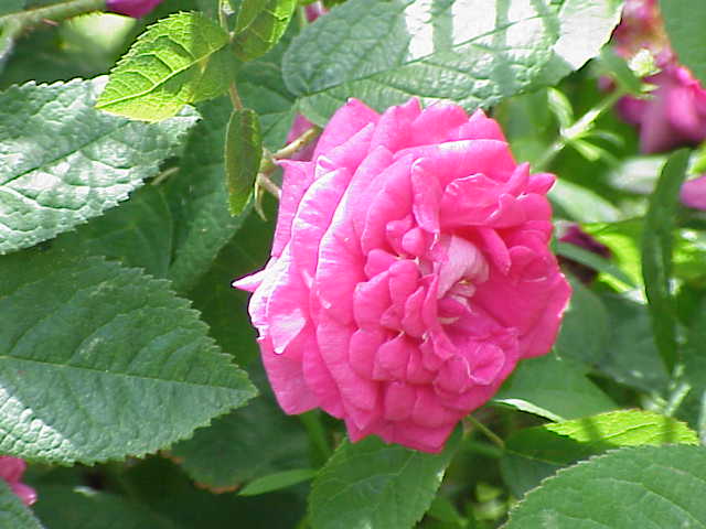 Lee's Crimson Perpetual