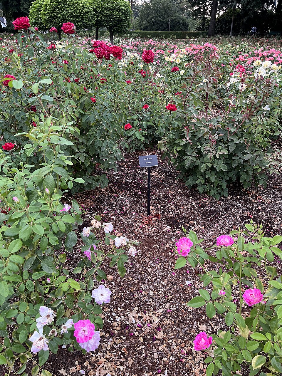 Kashmir Rose