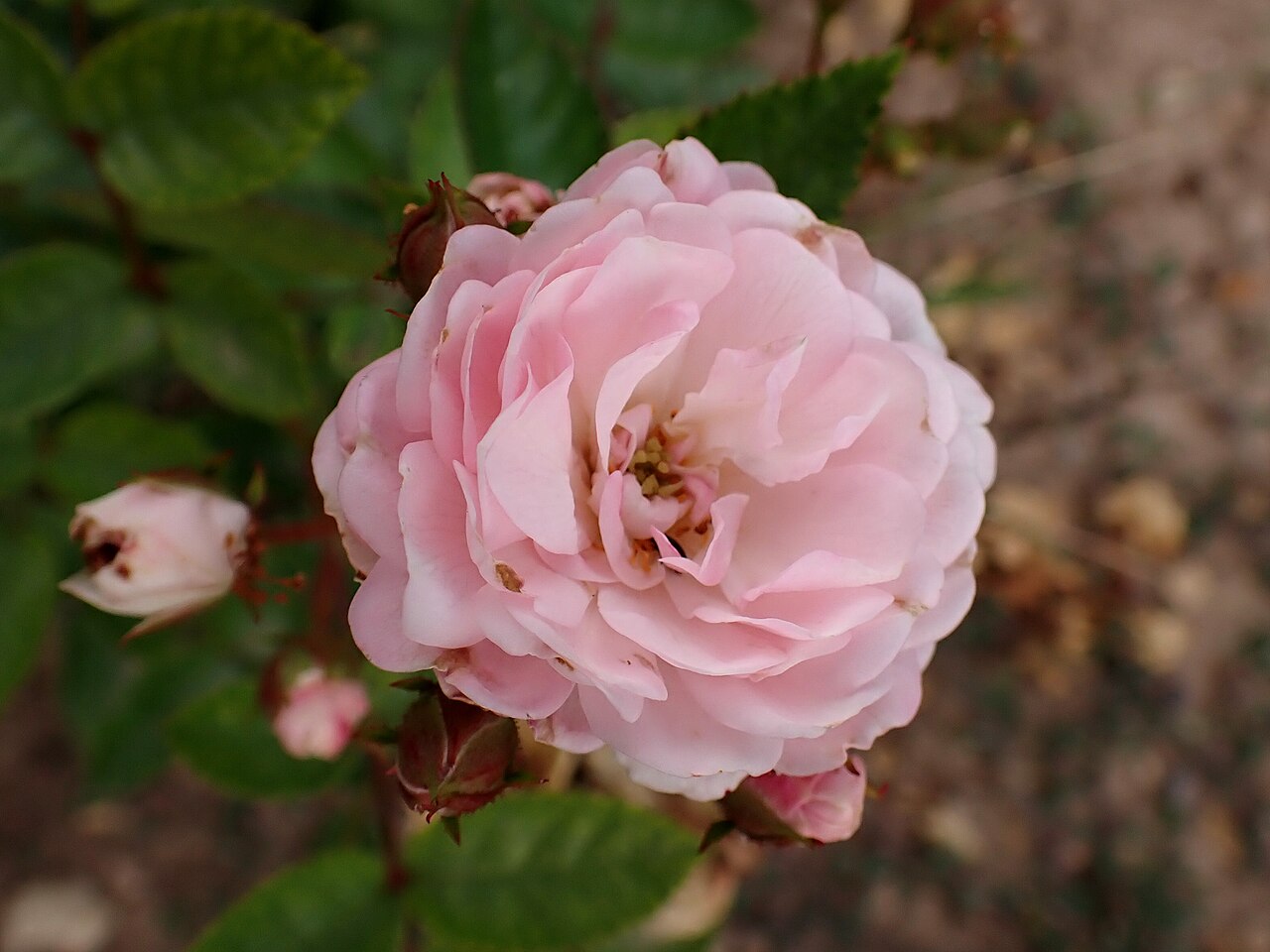 Eileen Low