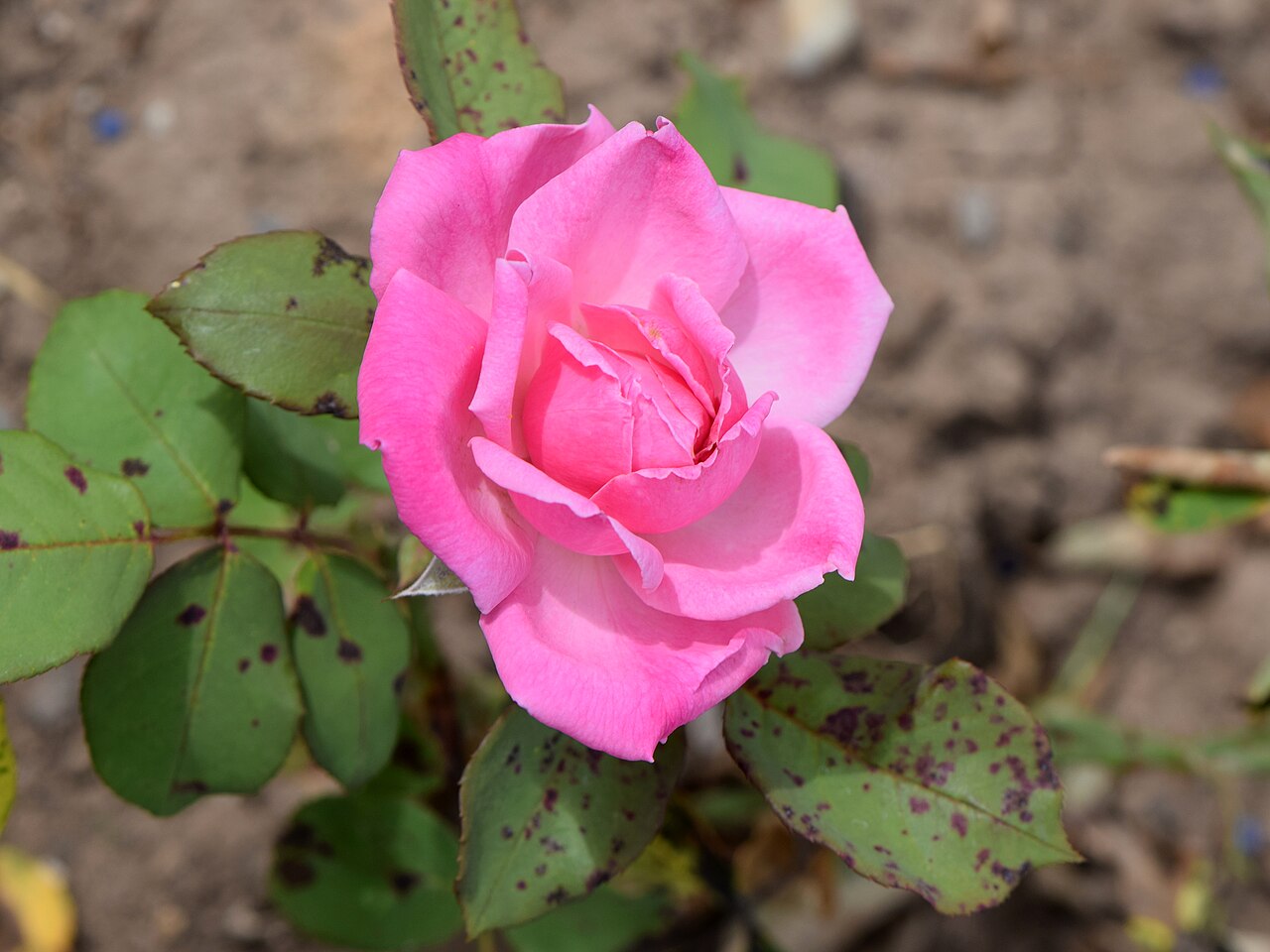 Rosemary