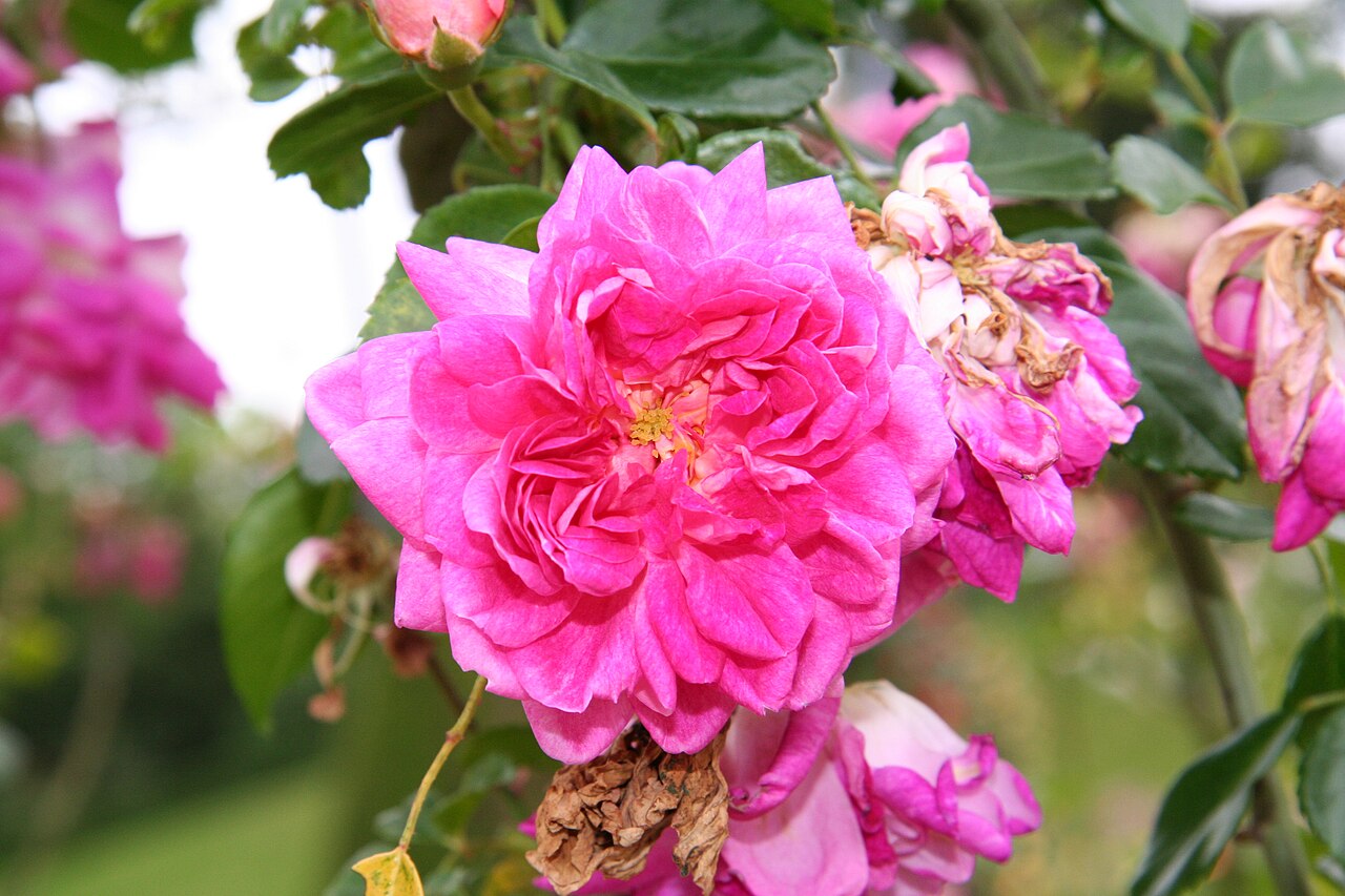 Alexandre Girault rose