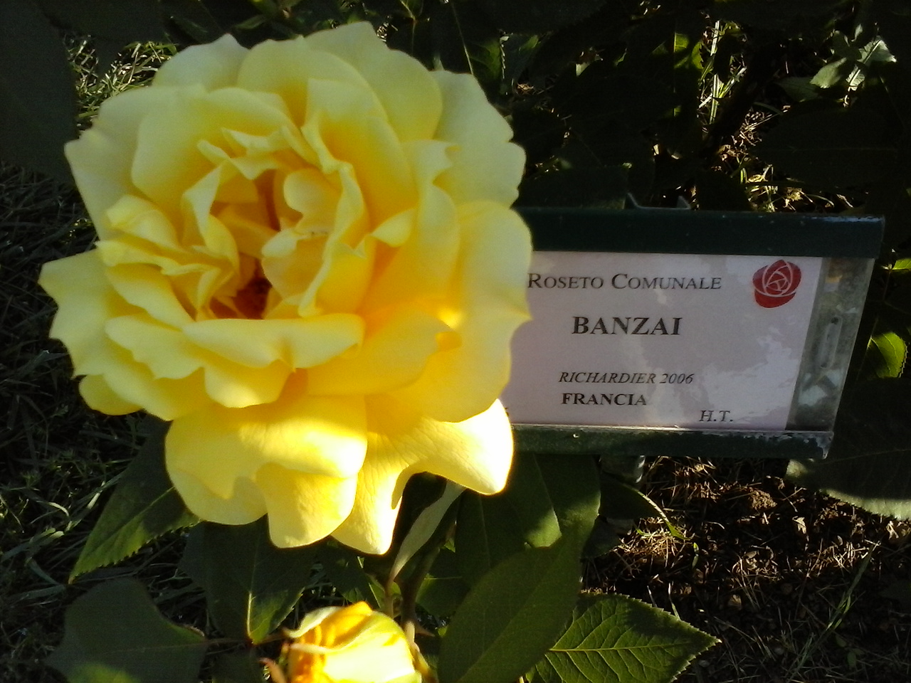 Banzai