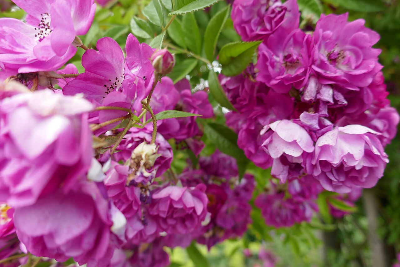 Bordeaux rose