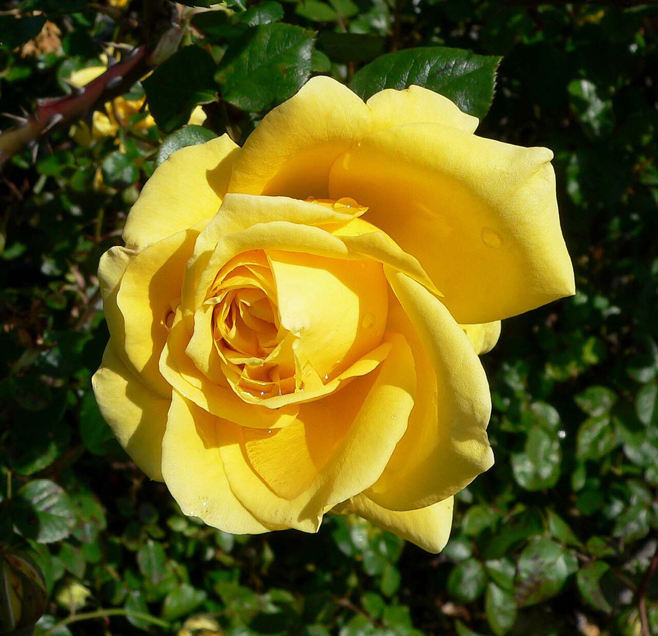 Sunbonnet