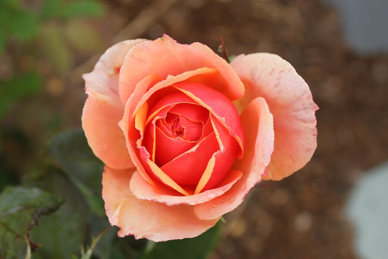 About Face rose