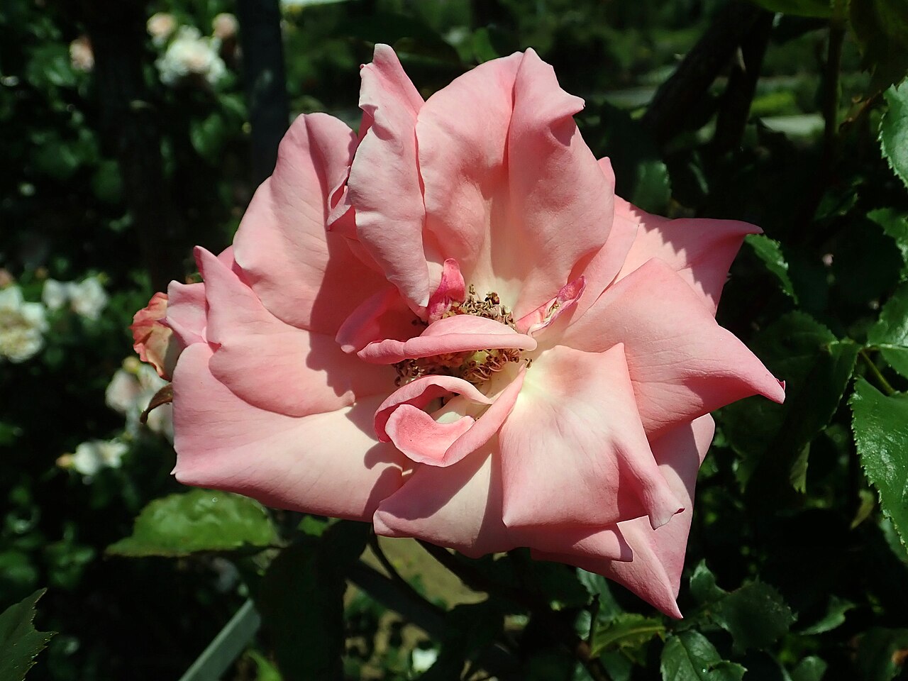 Pink Showers
