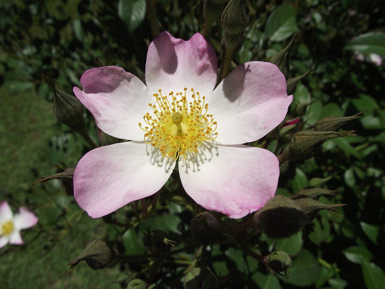 Lyda Rose