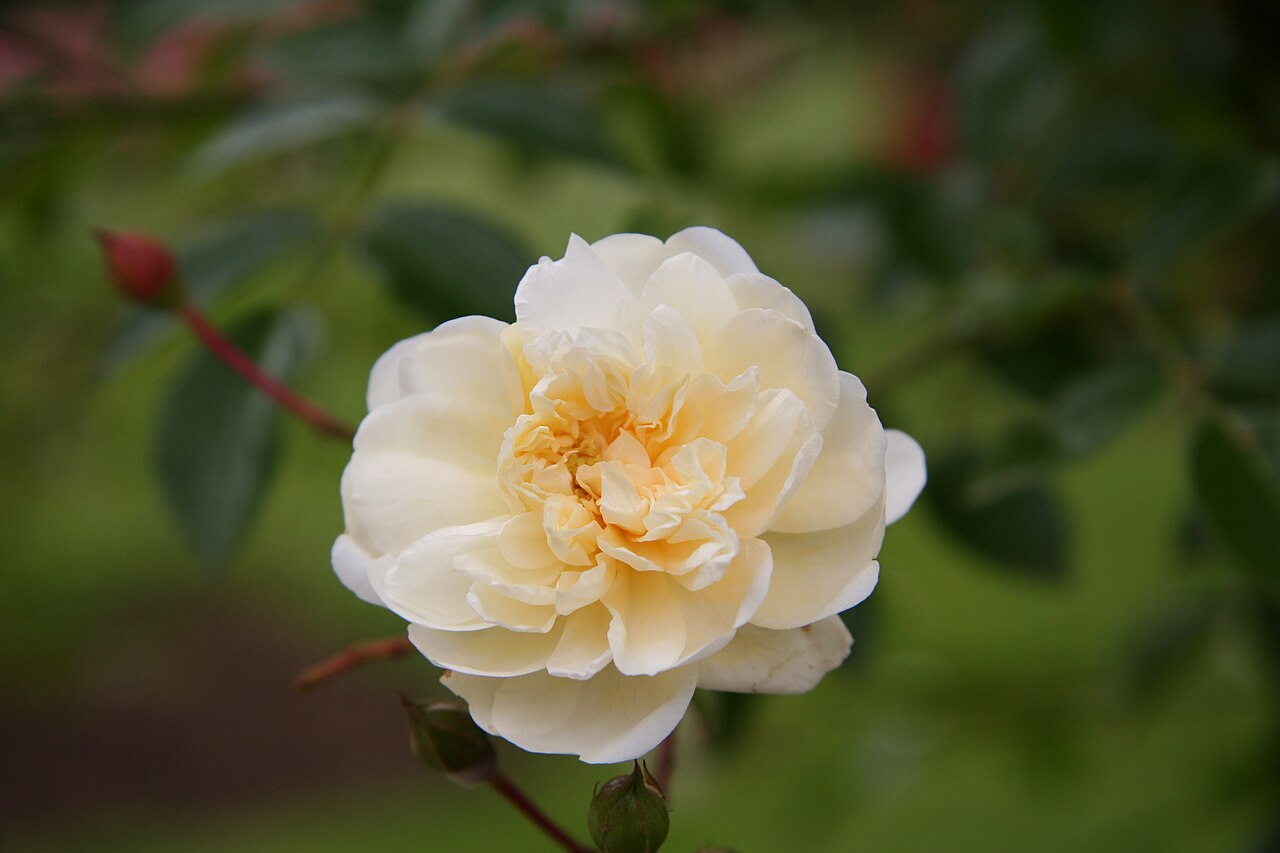 Albéric Barbier rose