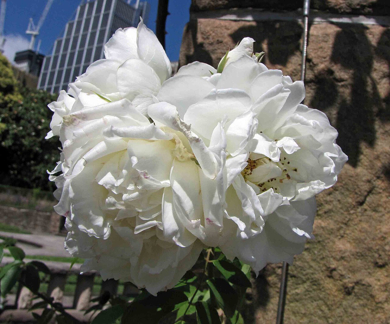 Lamarque
