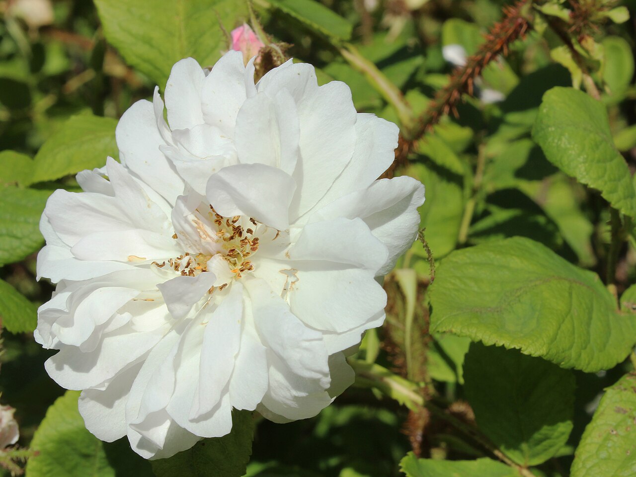 Perpetual White Moss
