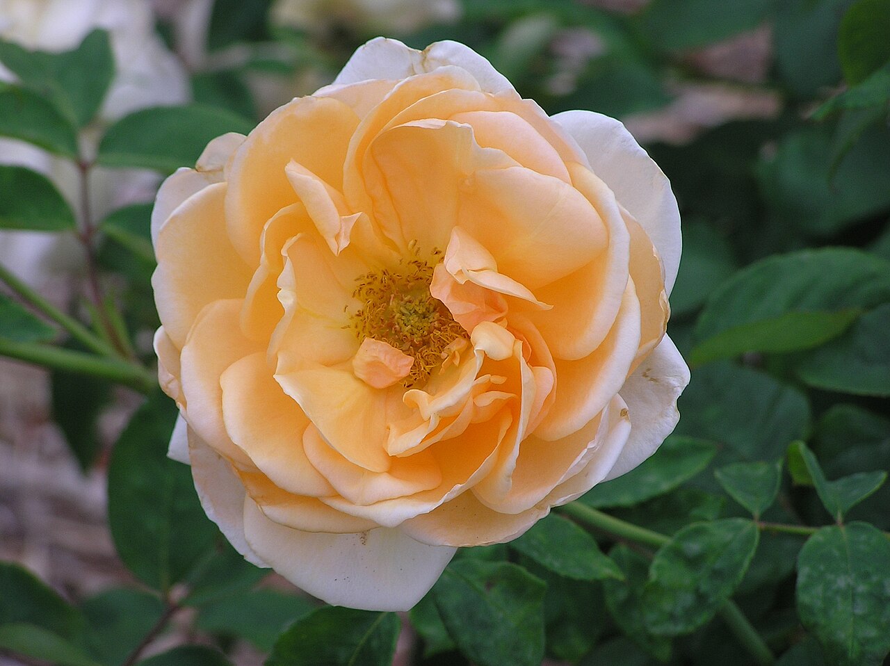 Lady Huntingfield