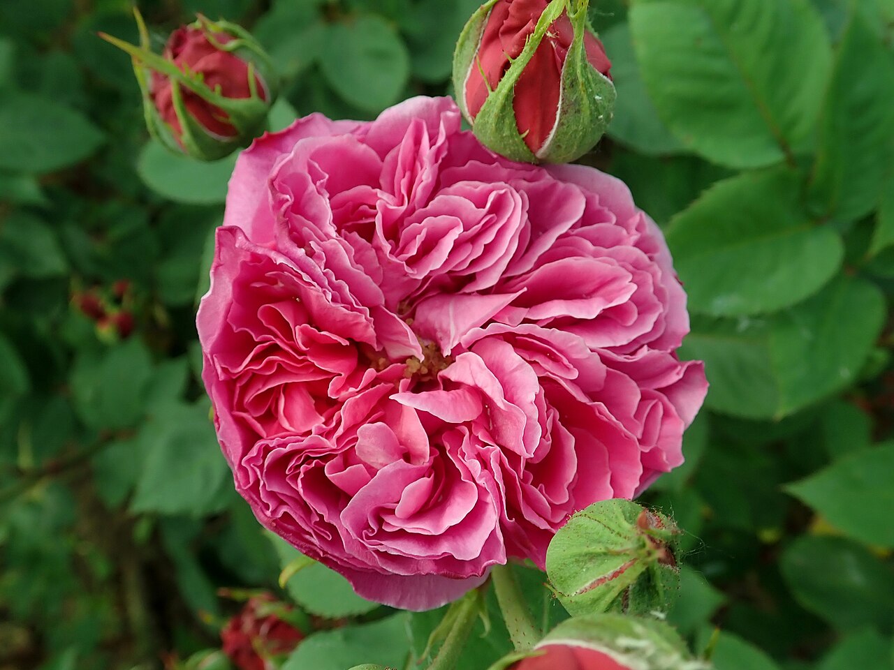 Duc de Crillon
