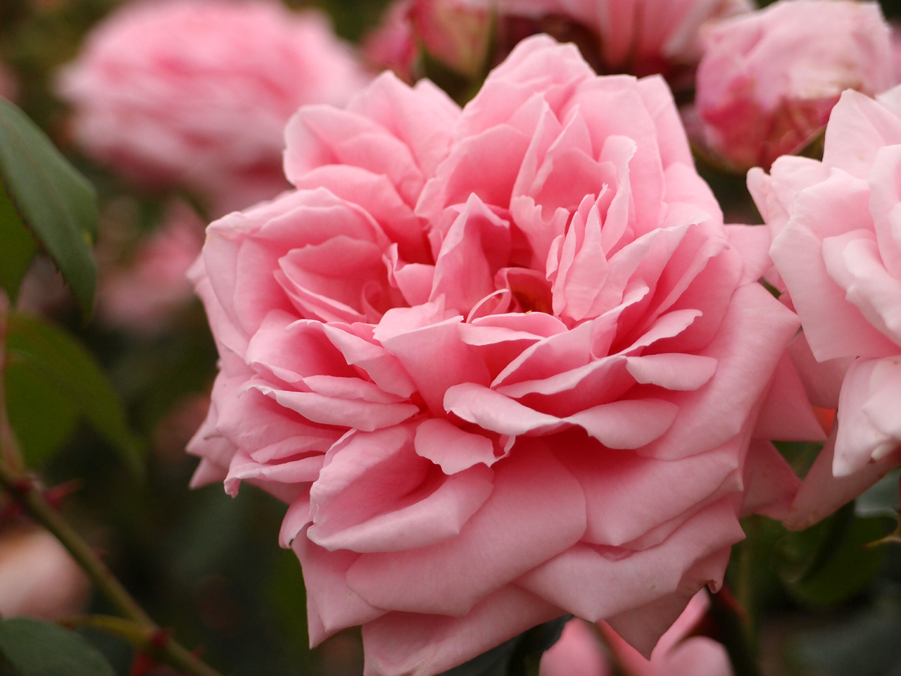 Pink Princess