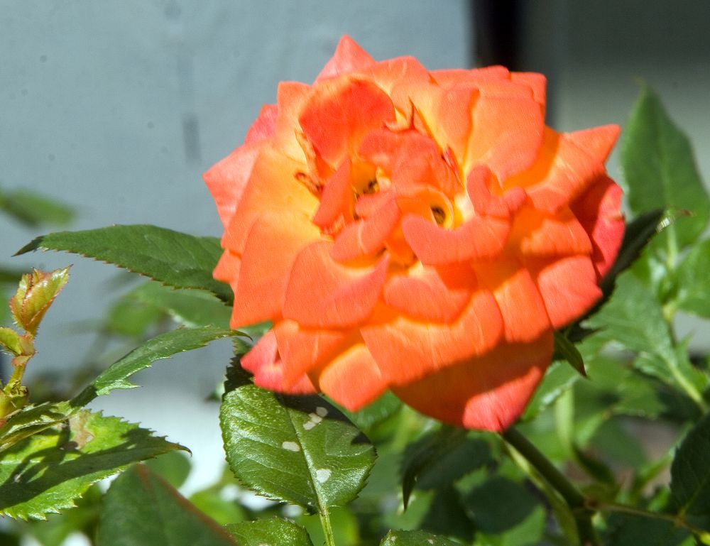 Apricot Sunblaze