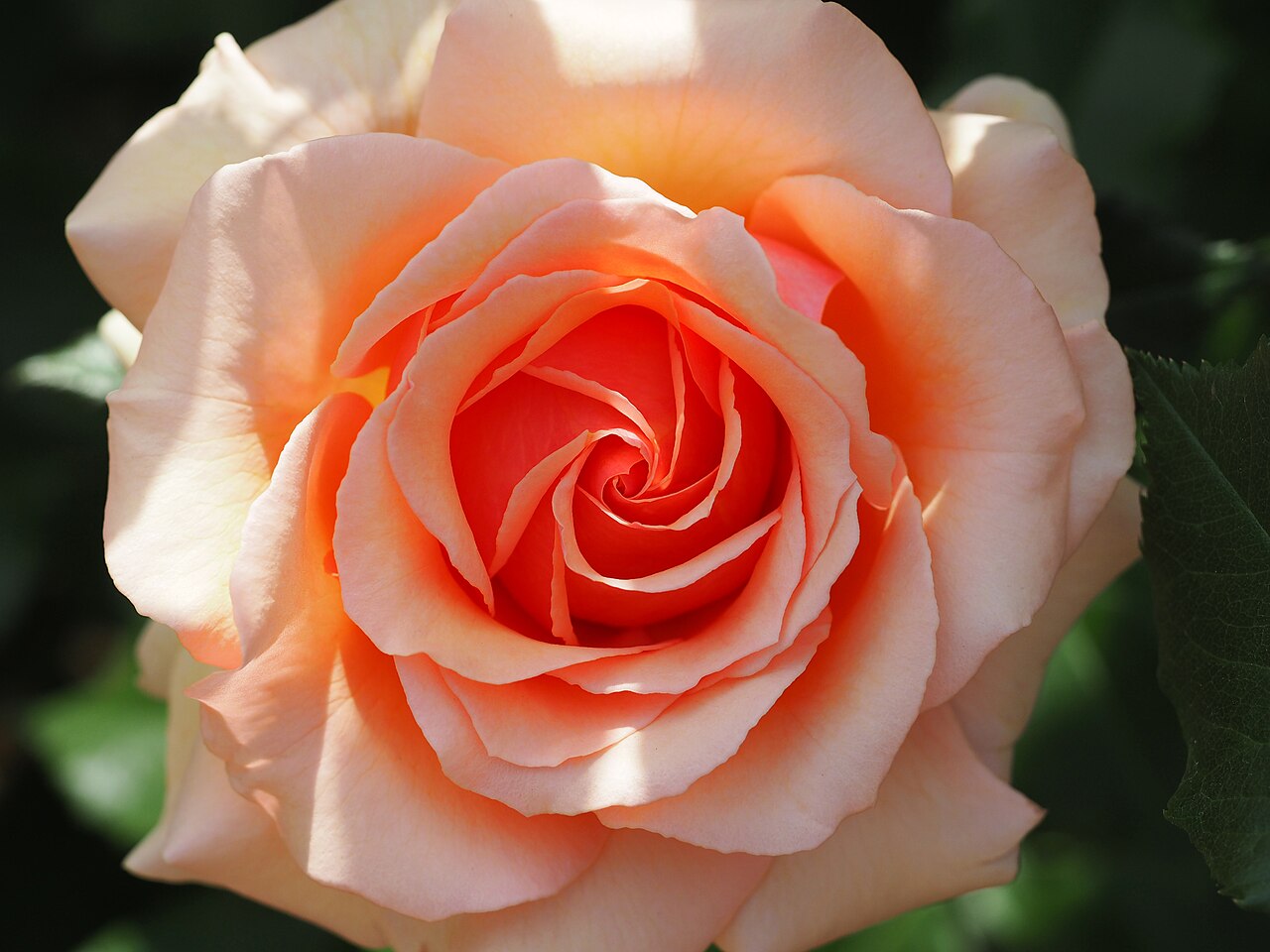 Fragrant Apricot