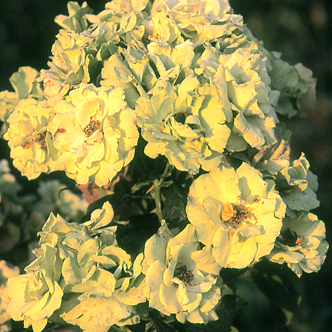Greensleeves