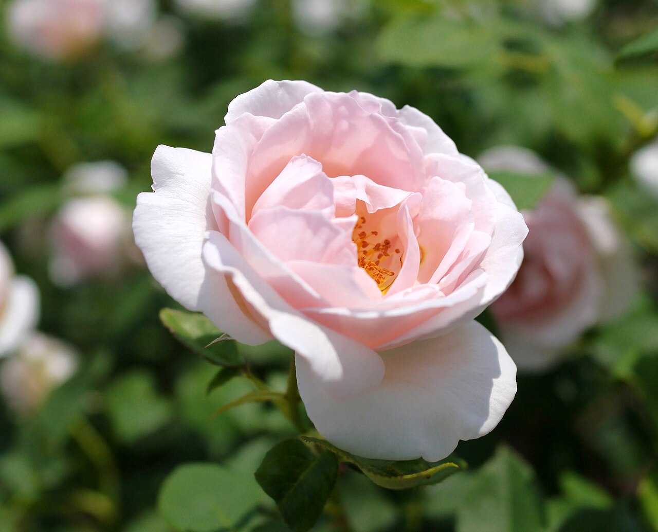 The Prioress