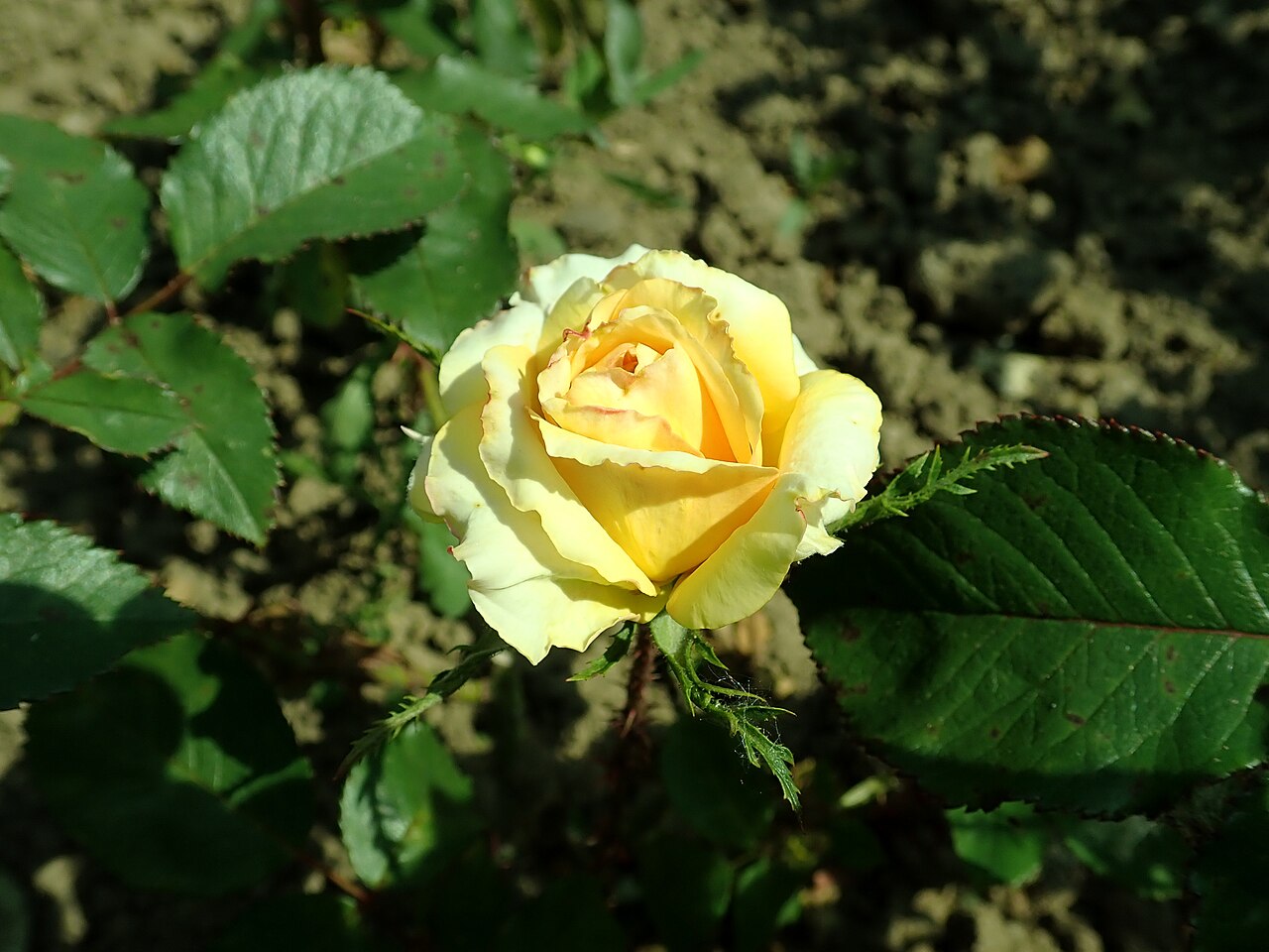 Rosita