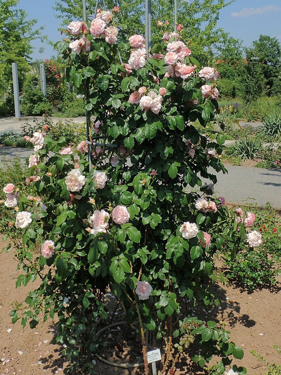 Rose de Tolbiac