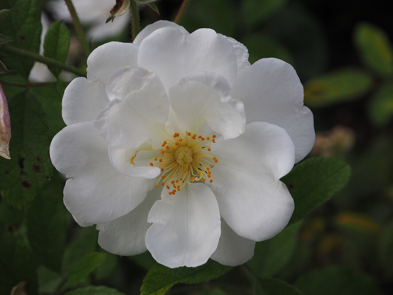 Schoone Gezelle Blomme