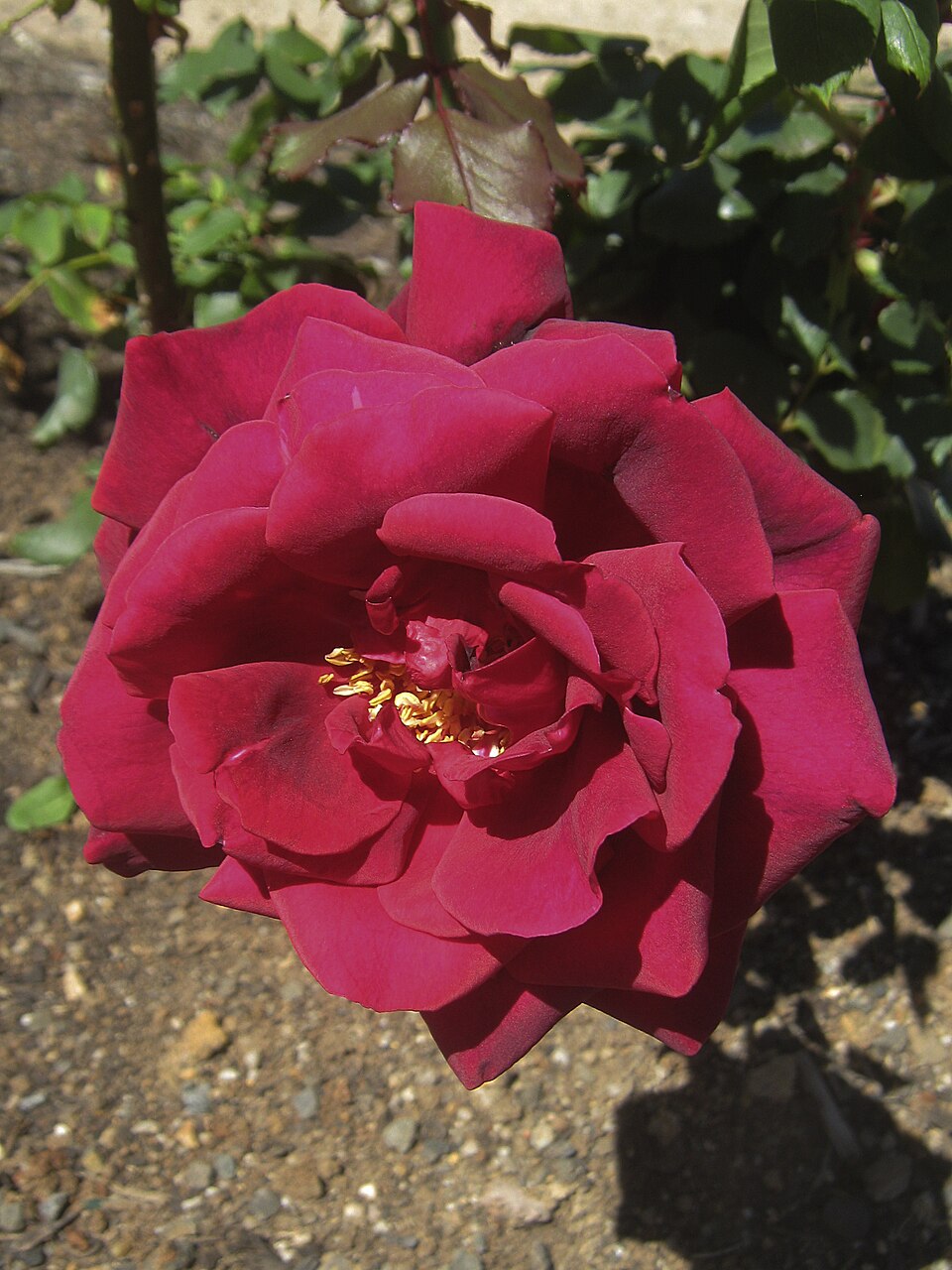 Crimson Glory