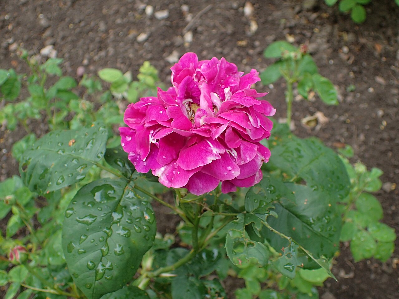 Doctor Brada's Rosa Druschki