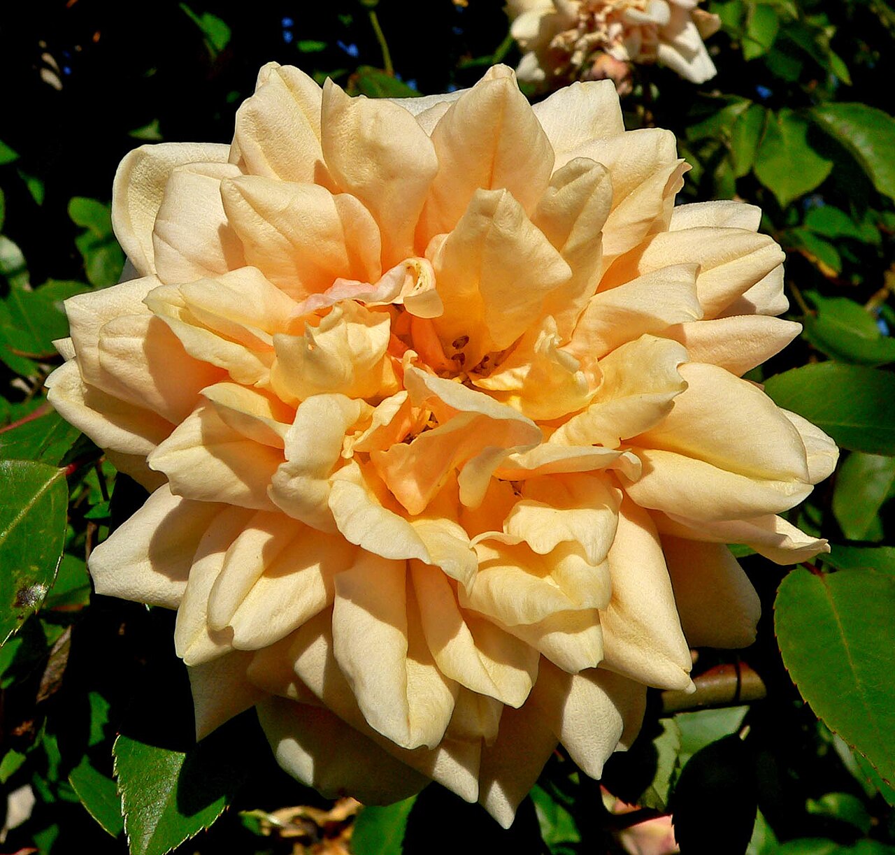 Rêve d'Or