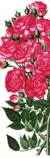 Gloire des Polyantha