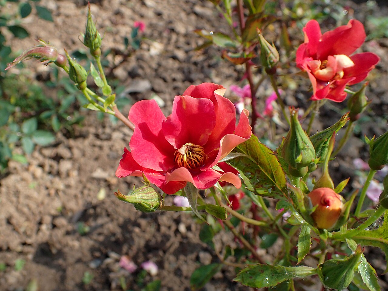 Persian Flame