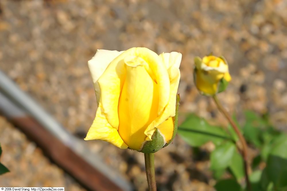 Royal Gold