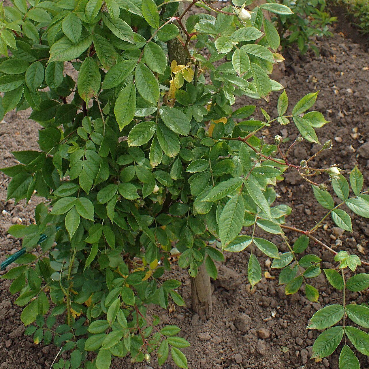 Patricia Macoun rose