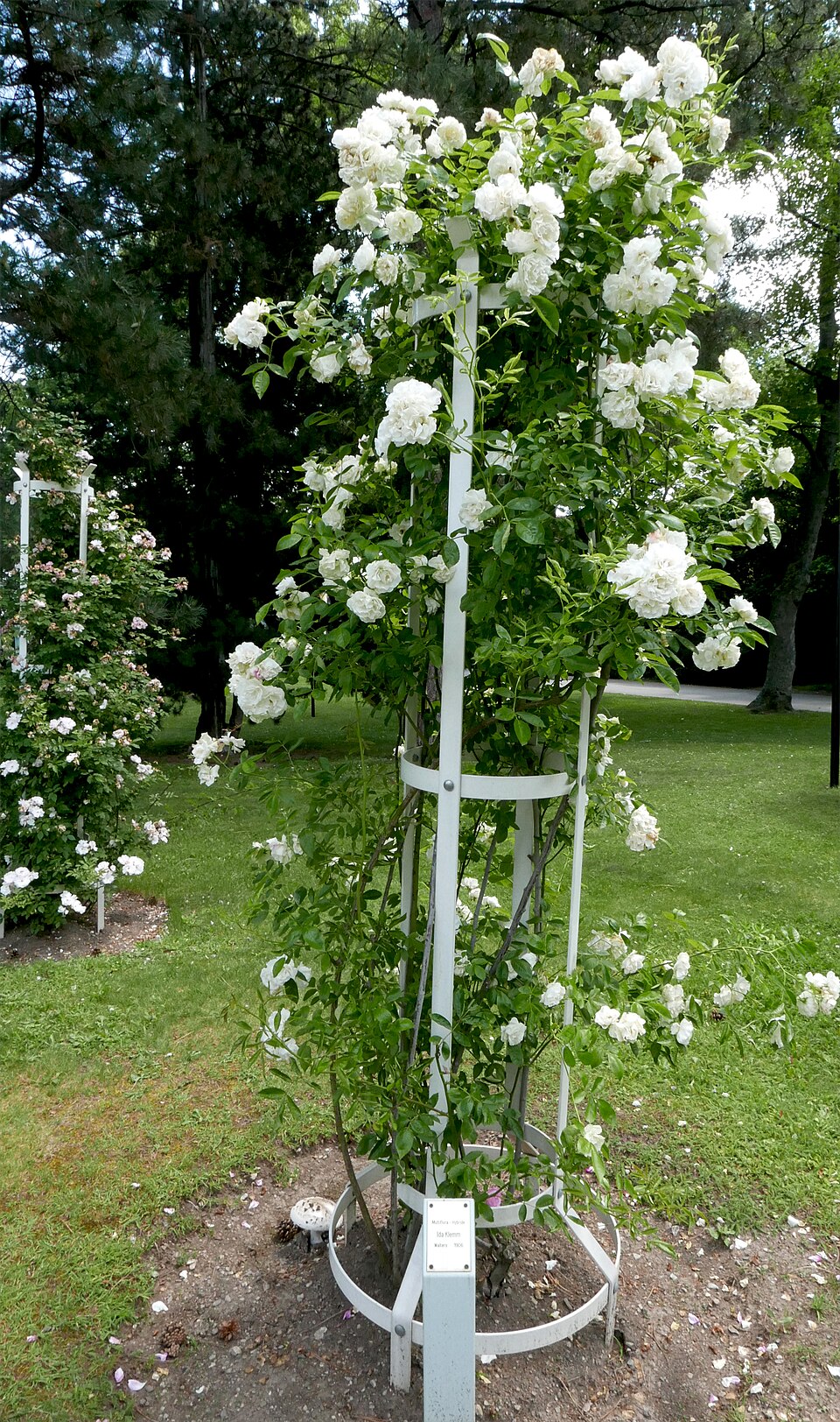Ida Klemm rose