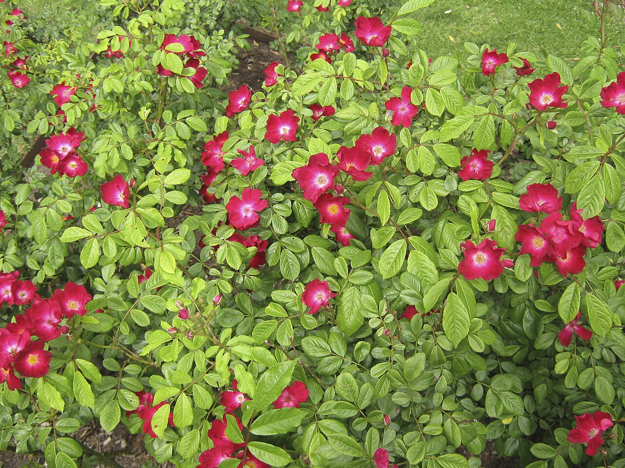 Claret Cup
