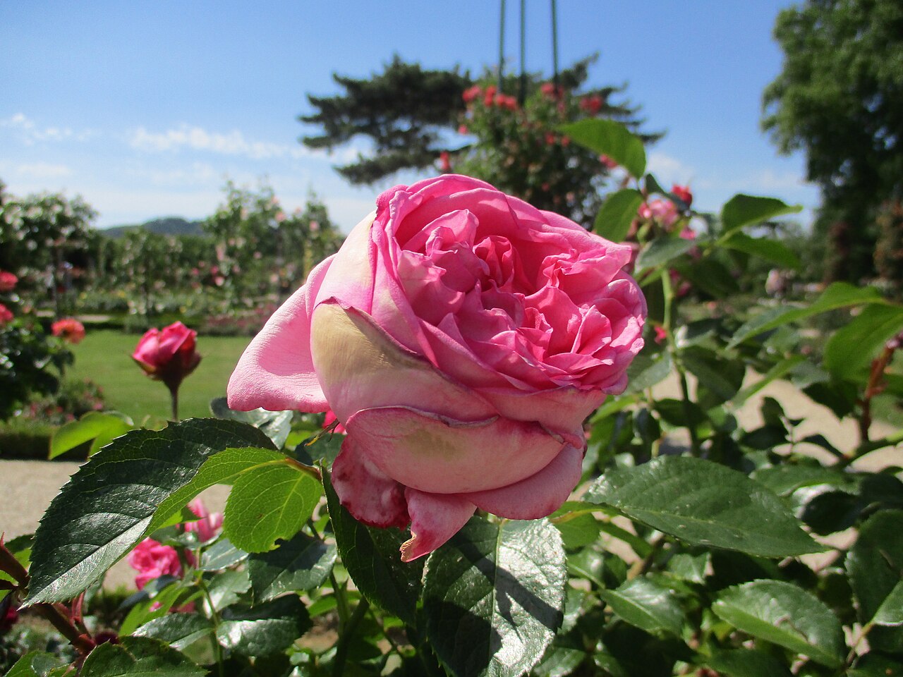 La Rose de Molinard