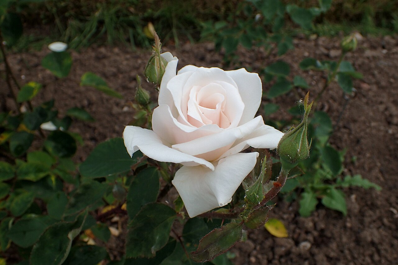 A.N.W.B. Rose