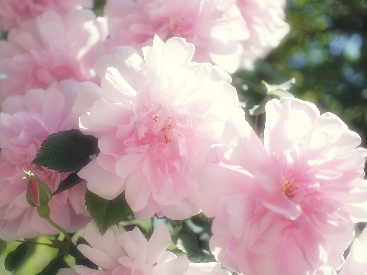 Blush Boursault