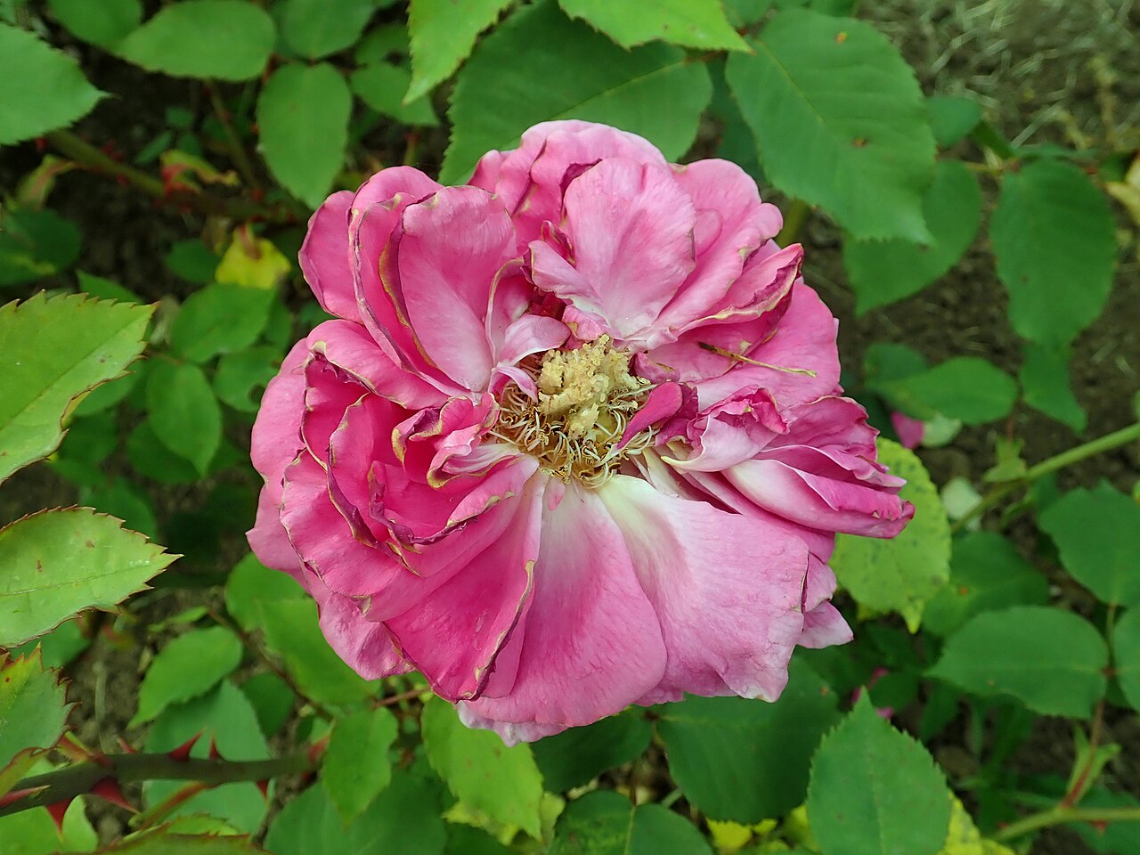 Marquise de Balbiano