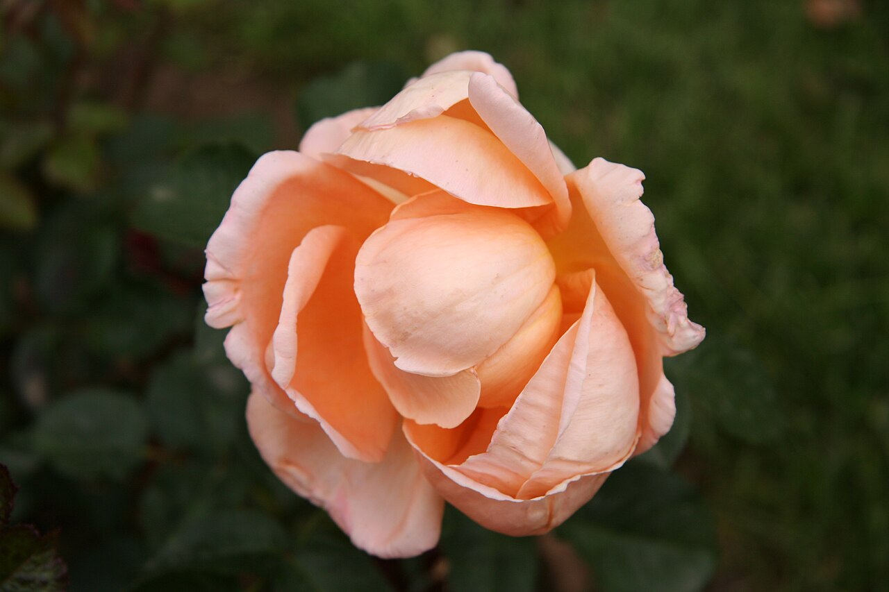 Abbaye de Cluny rose