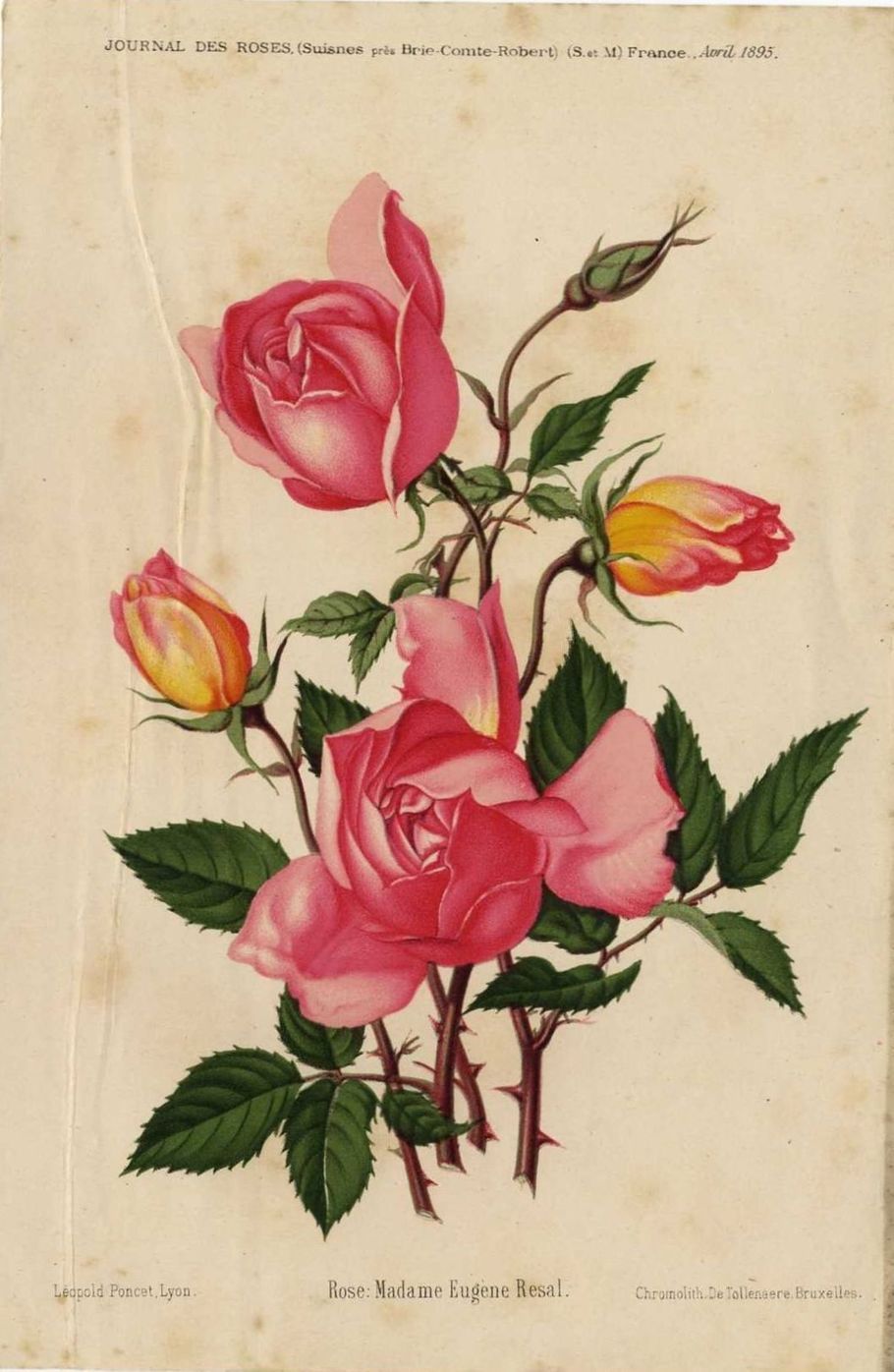 Madame Eugène Résal