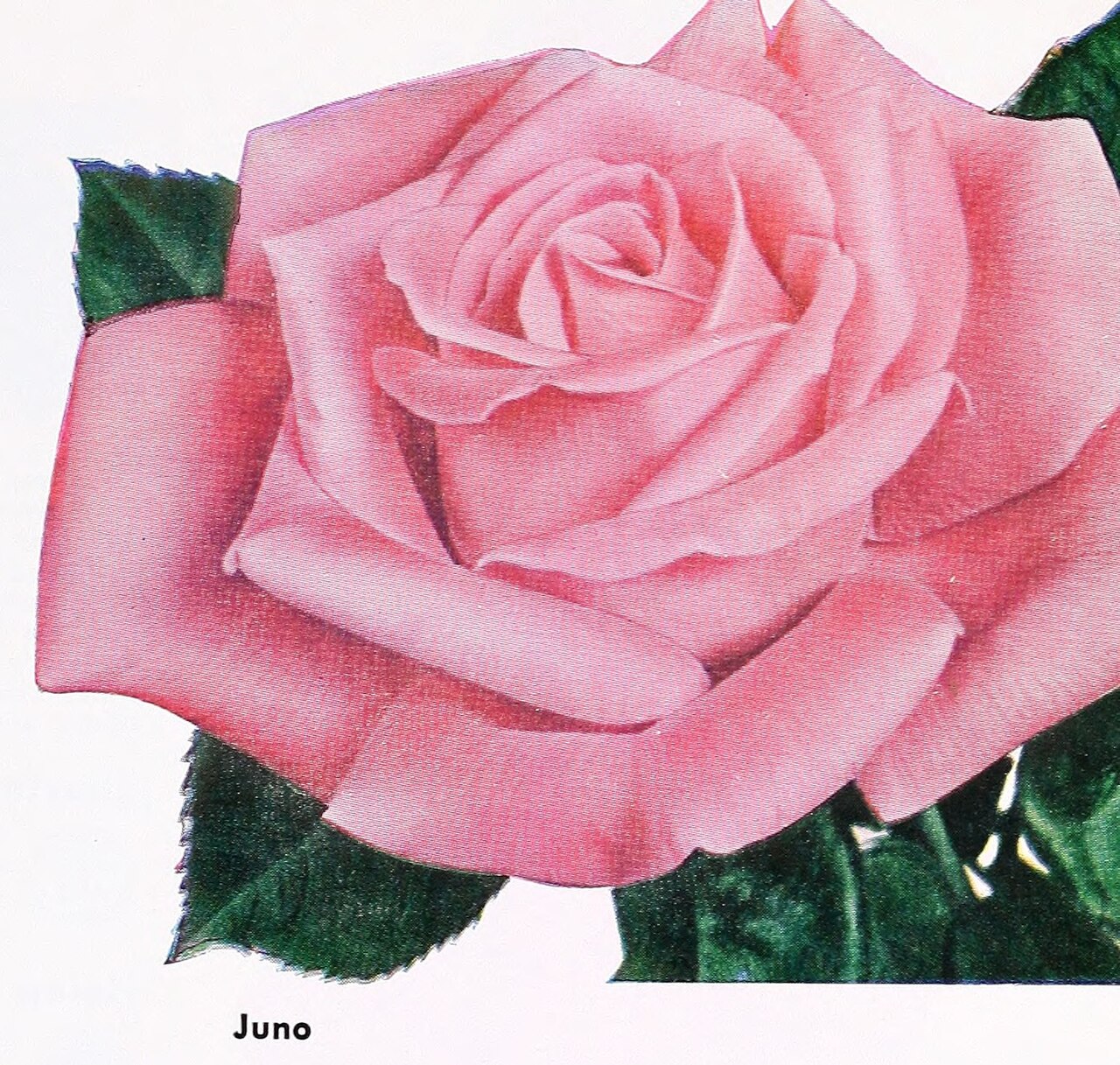 Juno