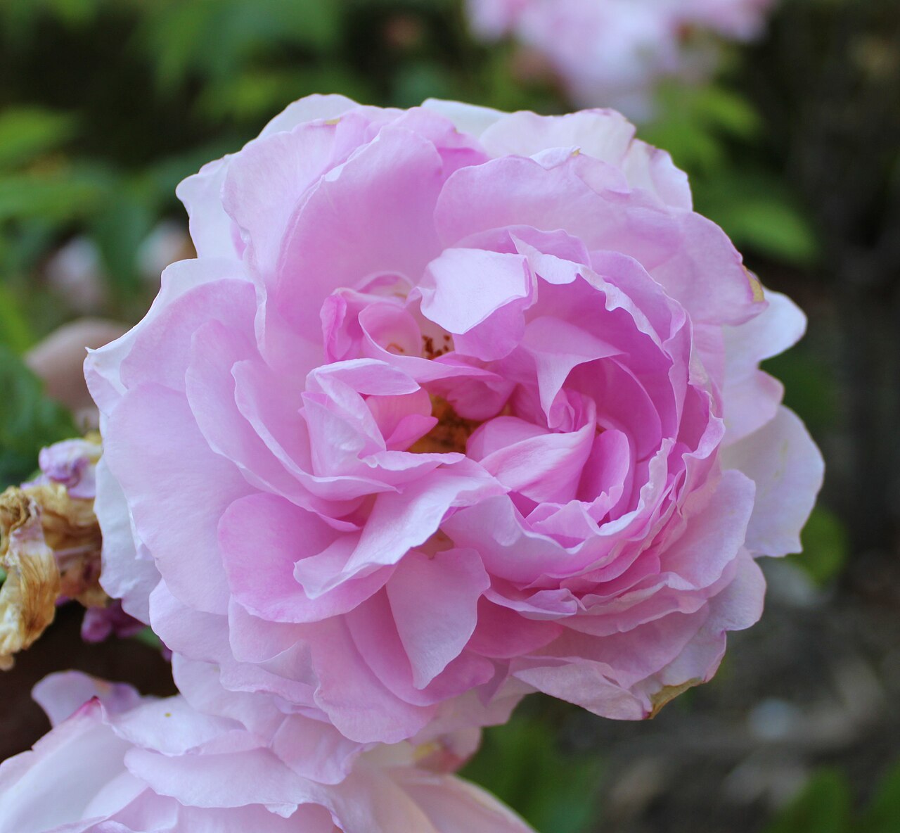 Duchesse d'Angoulême