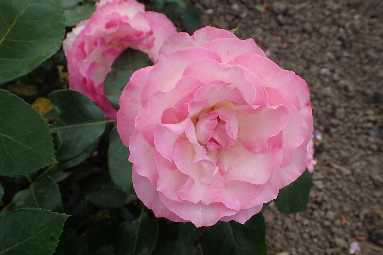 Bordure Rose