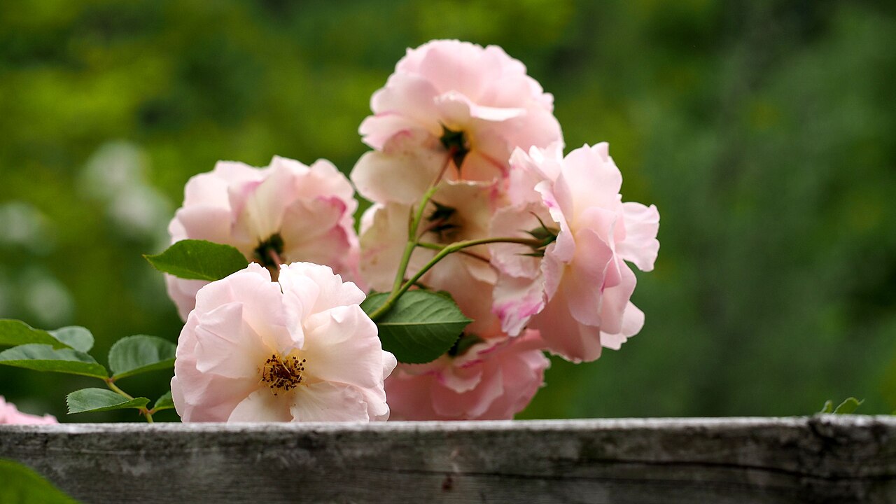 Chaplin's Pink Companion