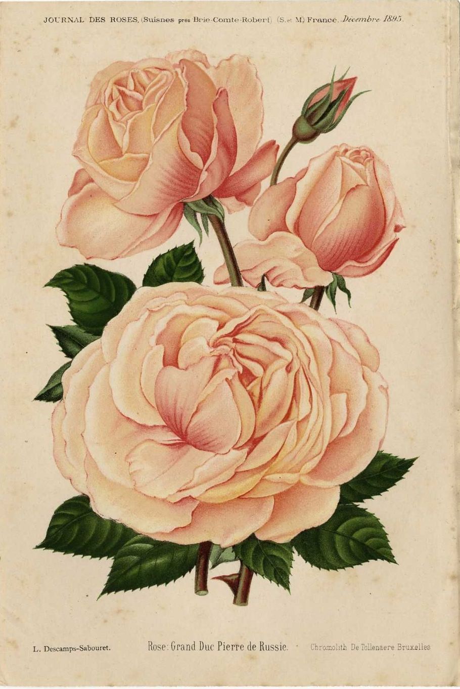 Grand-Duc Pierre de Russie