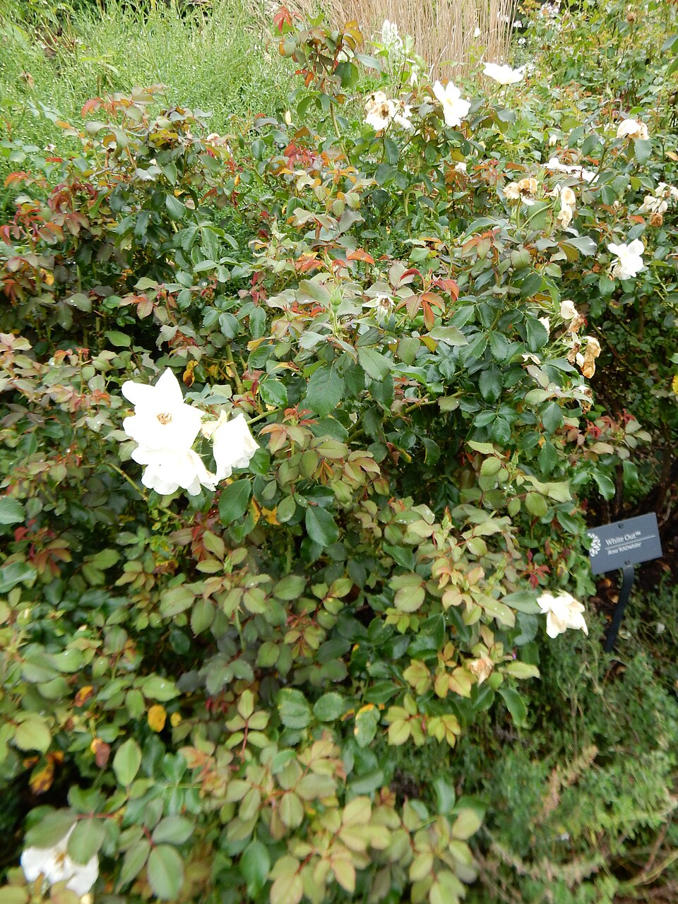 Rosa White Out
