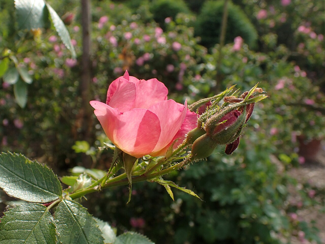 Lady Penzance