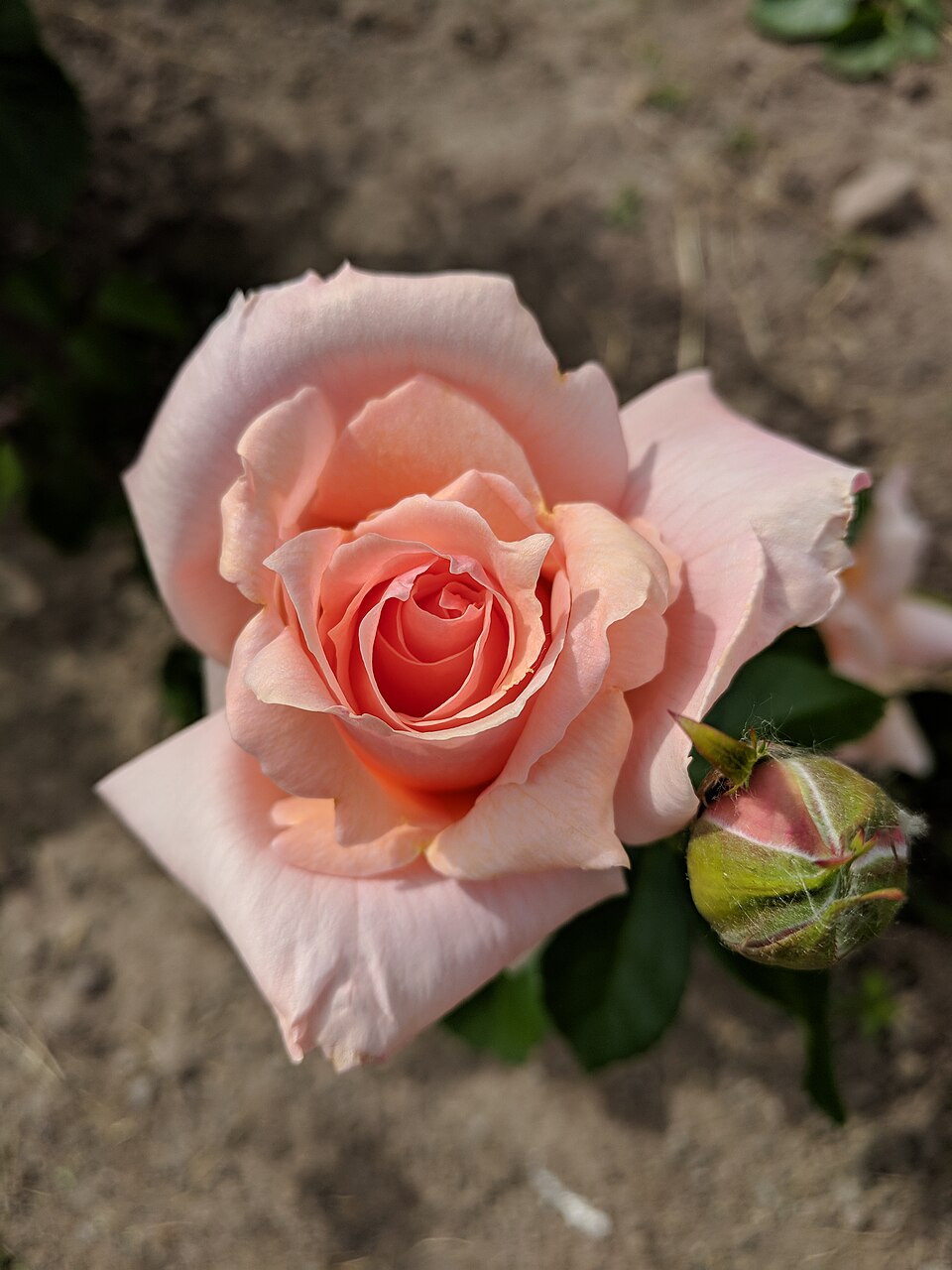 Apricot Candy