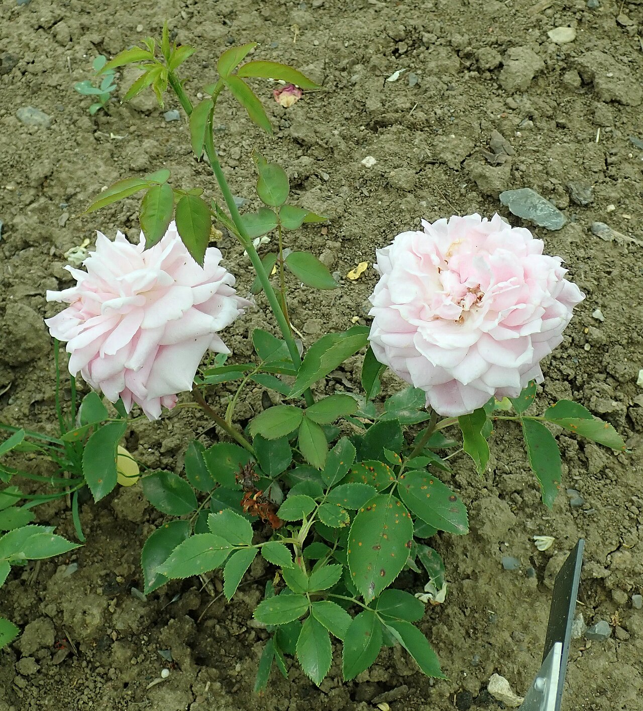 Mrs. R. G. Sharman-Crawford
