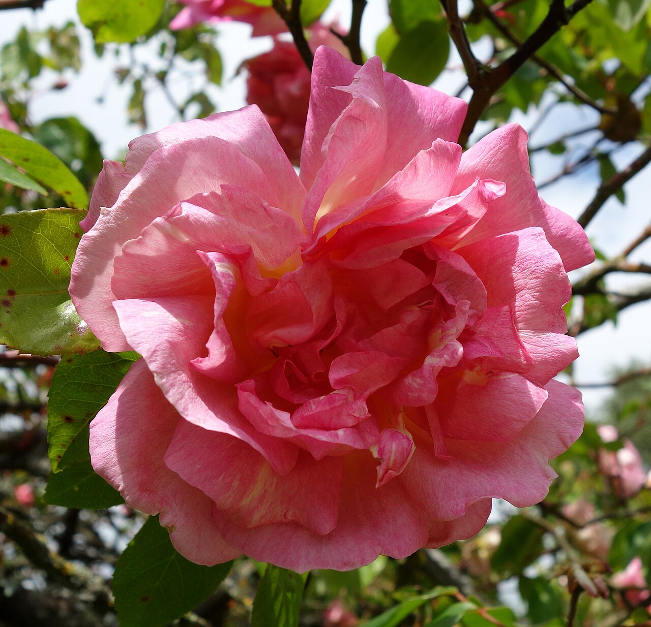 Souvenir de Madame Léonie Viennot